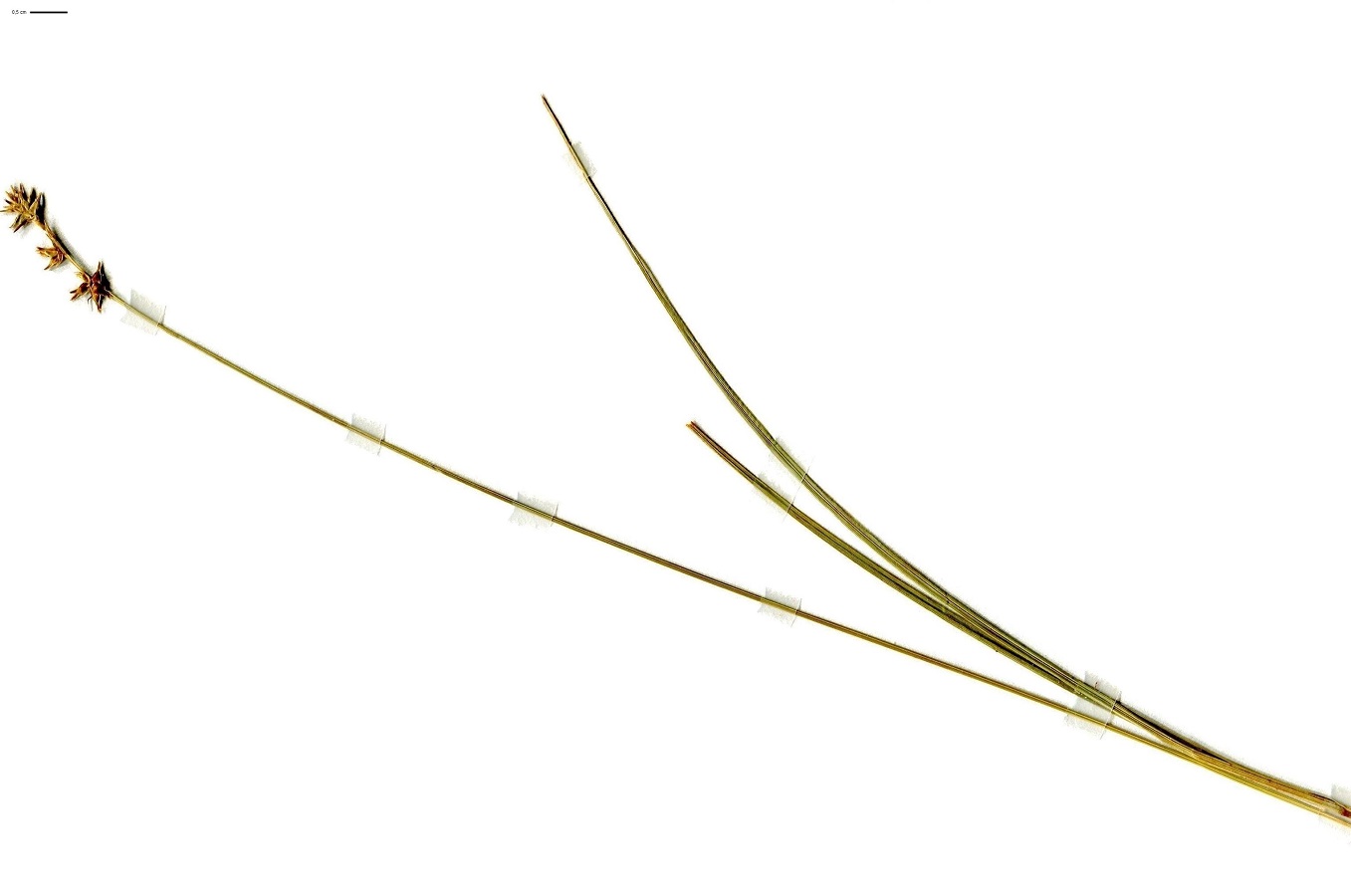 Carex echinata subsp. echinata (Cyperaceae)